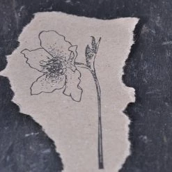 Stempel Jazz - Stamp - Christmas Rose