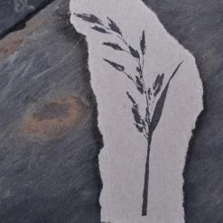 Stempel Jazz - Stamp - Meadow Fescue