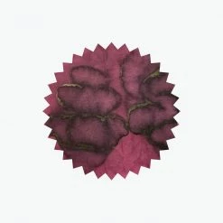 Robert Oster - Fountain Pen Ink - Signature - Cities Of America #1 - Napa