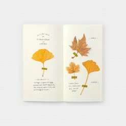 Best Pirce π Traveler's Company - Inserts - Regular - 025 MD Cream Paper Notebooks βοΈ 9 Traveler's Company - Inserts - Regular - 025 MD Cream Paper Notebooks