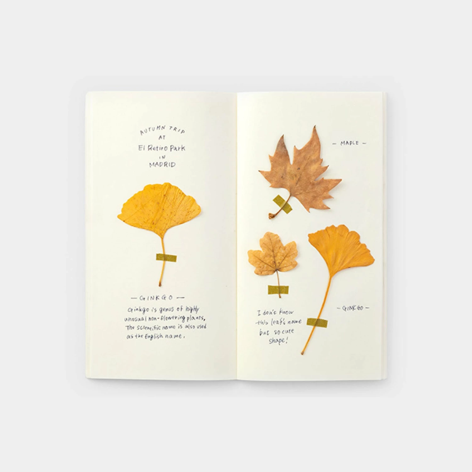 Best Pirce π Traveler's Company - Inserts - Regular - 025 MD Cream Paper Notebooks βοΈ 6 Traveler's Company - Inserts - Regular - 025 MD Cream Paper Notebooks