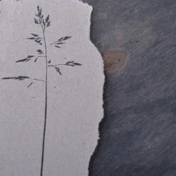 Stempel Jazz - Stamp - Panicle Grass